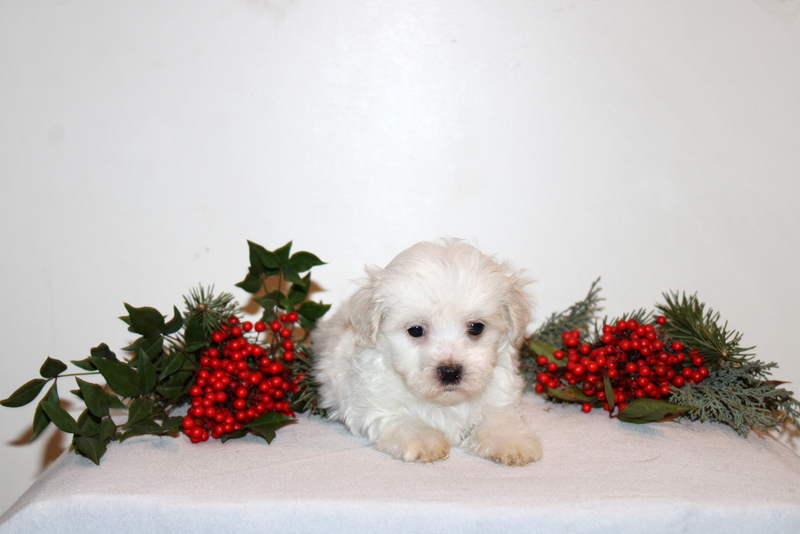 puppy, for, sale, Maltipoo, Matthew B. Stoltzfus, dog, breeder, Gap, PA, dog-breeder, puppy-for-sale, forsale, nearby, find, puppyfind, locator, puppylocator, aca